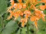 yellow fringed orchid flowers