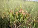 pitcher plant habitat