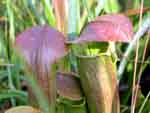 pitcher plant form