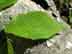 American elm leaf: upper surface