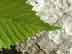 American elm leaf: margin