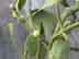 American mistletoe twig
