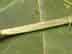American sycamore twig: pith