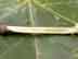American sycamore twig: pith