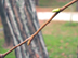 American sycamore twig: lateral buds