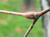 American sycamore twig: lateral bud encircled within petiole, stipule not shown