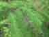 baldcypress leaves