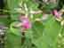 bicolor lespedeza flowers