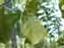 blackjack oak leaves: underside