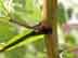 black locust twig and stipular spines