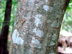 bluebeech bark