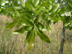 bluejack oak leaves