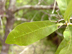 bluejack oak leaves