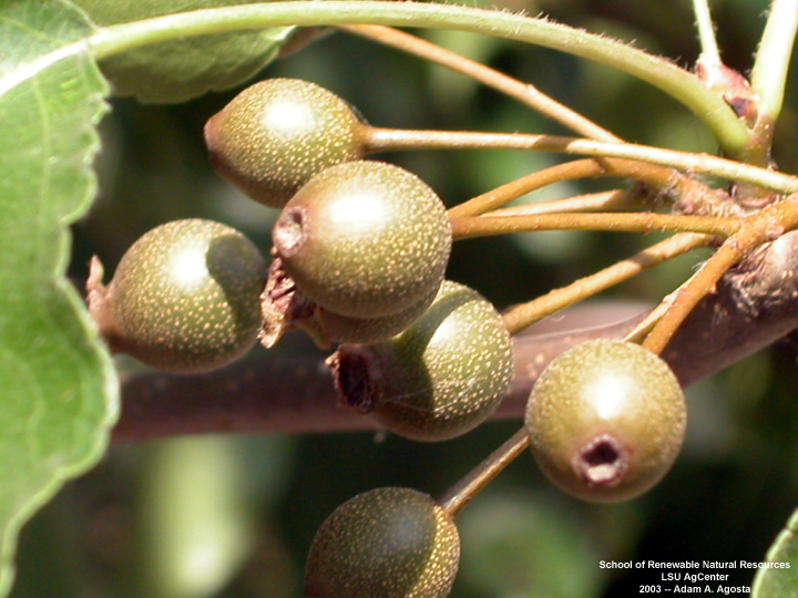 Bradford Pear Tree Fruit Edible