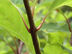 buttonbush twigs