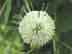 buttonbush: partially mature flower head
