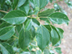 camphor tree leaves