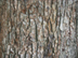 camphor tree bark