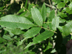 Carolina ash leaf