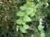 cat greenbrier leaves