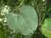 cat greenbrier leaf: underside