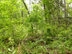 Carolina buckthorn form and habitat