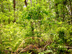 Carolina buckthorn form and habitat