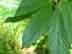 Carolina buckthorn leaves