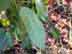 Carolina buckthorn leaves (underside)