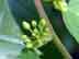 Carolina buckthorn flower buds