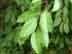 Chickasaw plum leaves