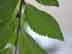 Chinese elm leaves: underside