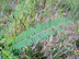 coffeeweed leaves