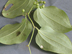 common greenbrier twig/vine