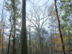 swamp chestnut oak form & habitat (late winter)