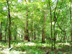 swamp chestnut oak form & habitat (mid-summer)