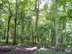swamp chestnut oak form & habitat (mid-summer)