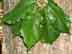 swamp chestnut oak leaves