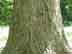 swamp chestnut oak bark
