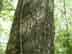 swamp chestnut oak bark