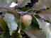 swamp chestnut oak fruit (immature)