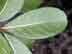 crapemyrtle leaf: underside