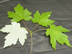 Drummond red maple leaf-adaxial side
