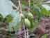 dwarf pawpaw fruit