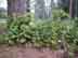 dwarf greenbrier form & habitat