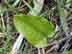 dwarf greenbrier leaves