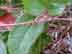 dwarf greenbrier twigs
