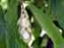 eastern hophornbeam: nutlet cluster
