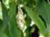 eastern hophornbeam: nutlet cluster