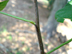 eastern redbud twig